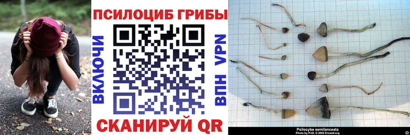 Галлюциногенные грибы Cubensis  Луга 
